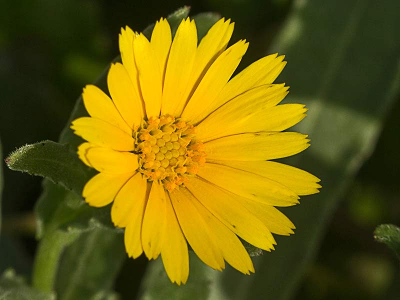 Flor de la caléndula (Calendula arvensis)