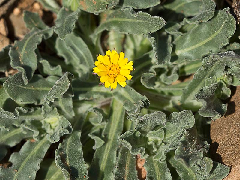 Flor de la caléndula (Calendula arvensis)