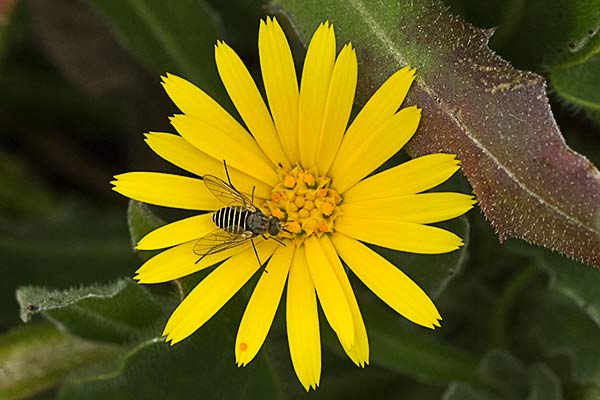 Flor de la caléndula (Calendula arvensis)