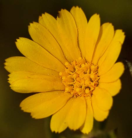 Flor de la caléndula (Calendula arvensis)