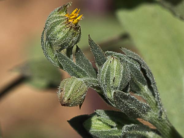 Calendula alada (Calendula tripterocarpa)