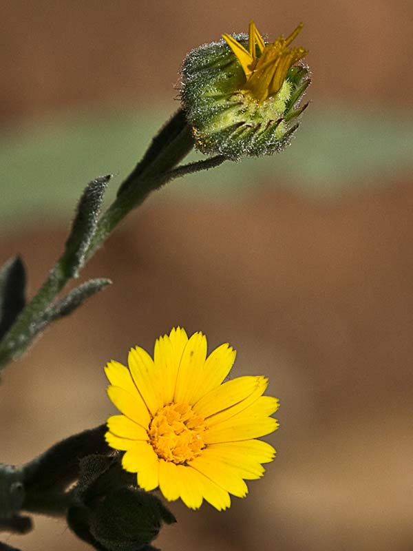 Calendula alada (Calendula tripterocarpa)