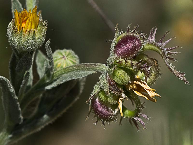 Calendula alada (Calendula tripterocarpa)