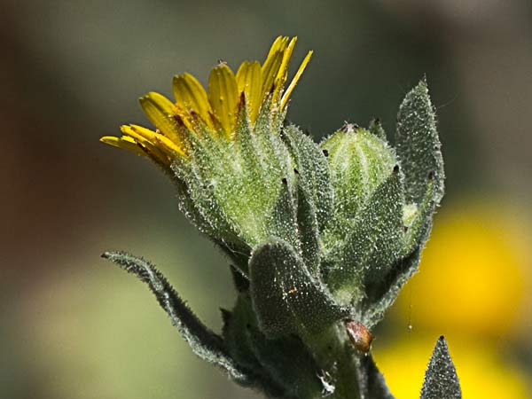 Calendula alada (Calendula tripterocarpa)