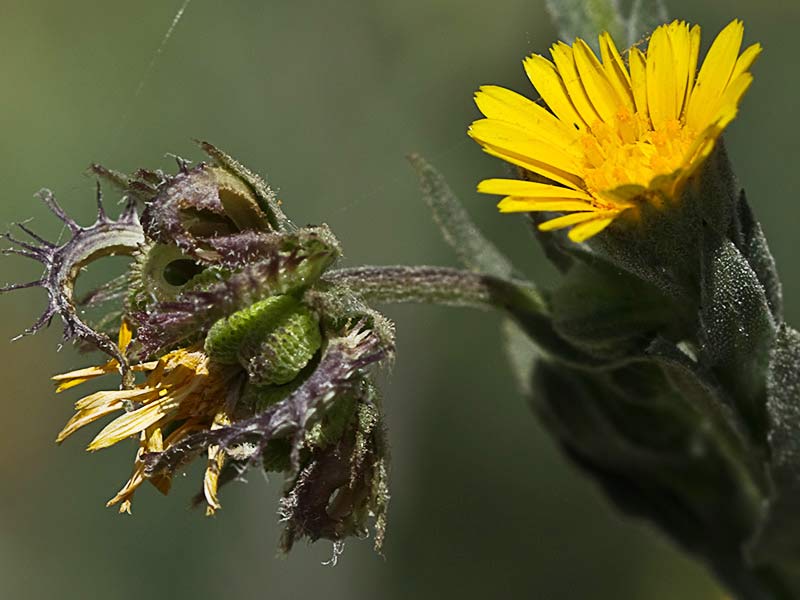 Calendula alada (Calendula tripterocarpa)