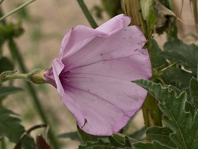 Campanilla rosa (Convolvulus althaeoides)