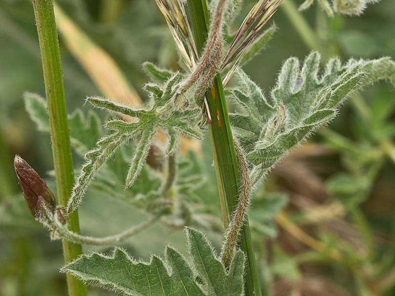 Campanilla rosa (Convolvulus althaeoides)
