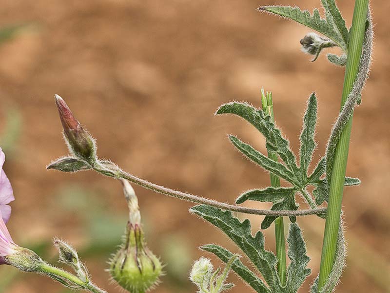 Campanilla rosa (Convolvulus althaeoides)