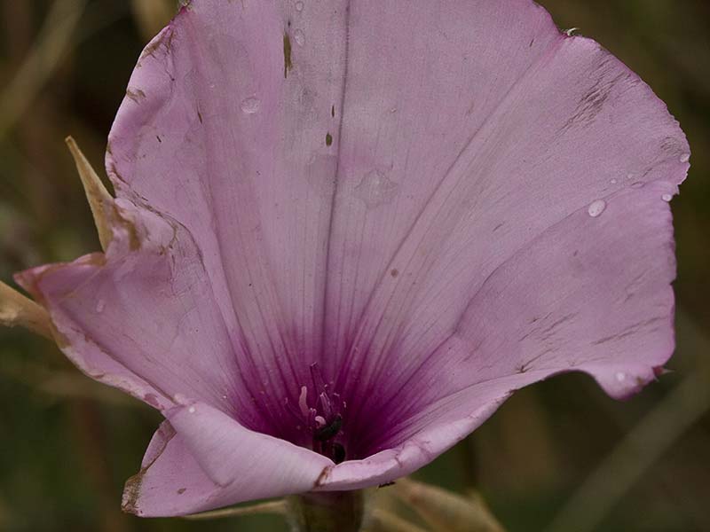 Campanilla rosa (Convolvulus althaeoides)