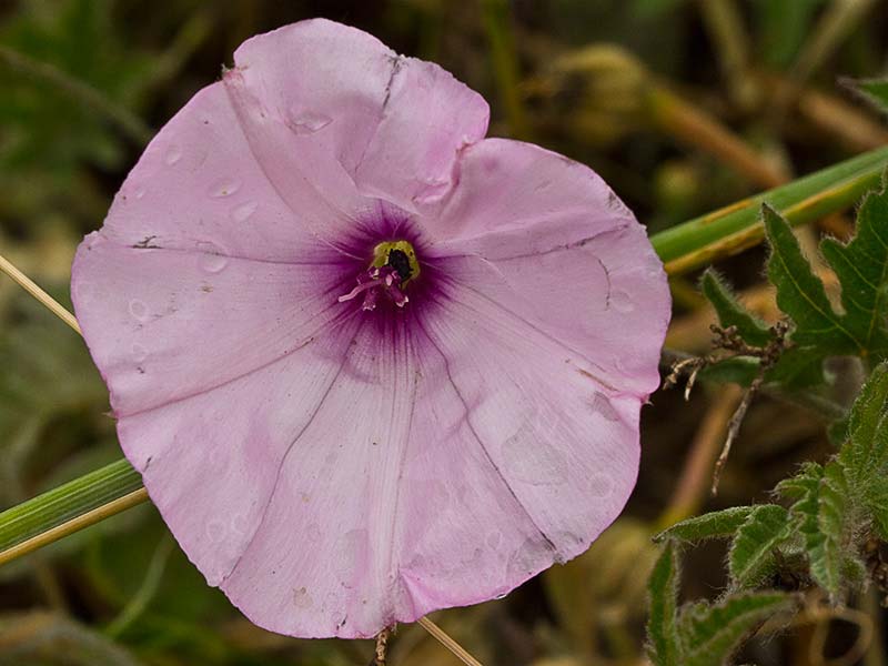 Campanilla rosa (Convolvulus althaeoides)