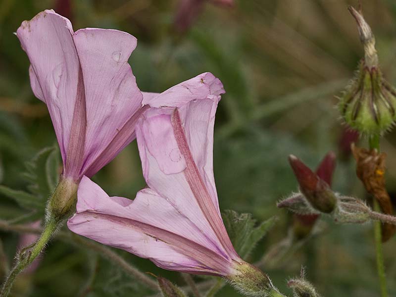 Campanilla rosa (Convolvulus althaeoides)
