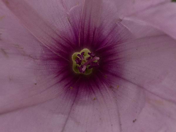 Campanilla rosa (Convolvulus althaeoides)