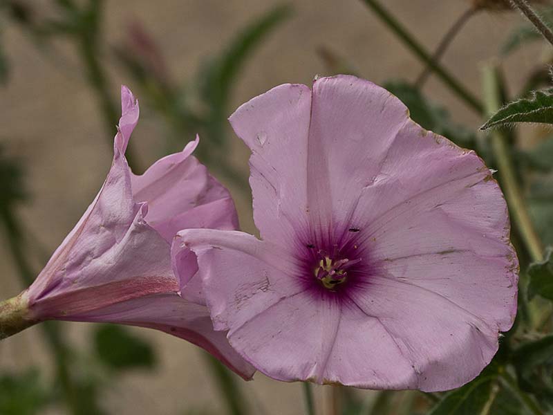 Campanilla rosa (Convolvulus althaeoides)