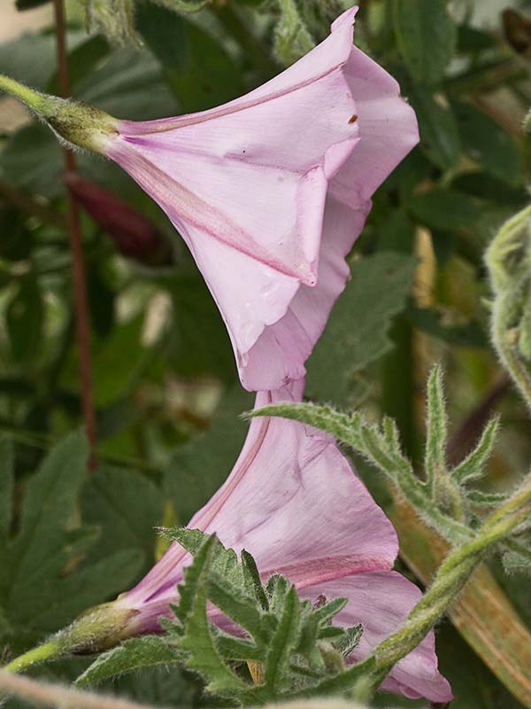 Campanilla rosa (Convolvulus althaeoides)