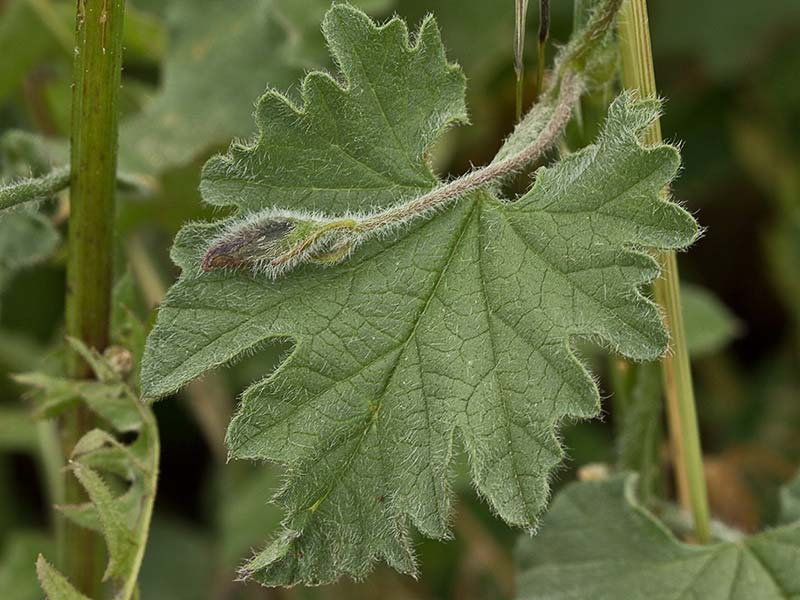 Campanilla rosa (Convolvulus althaeoides)