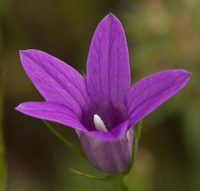 Campanula lusitanica, campanillas