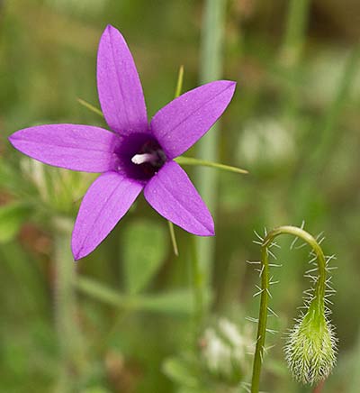 Campanula lusitanica, campanillas