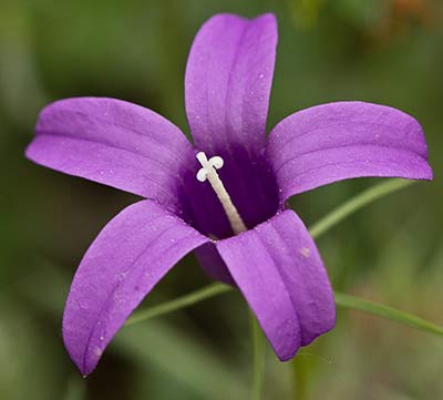 Campanula lusitanica, campanillas