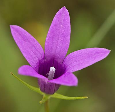 Campanula lusitanica, campanillas