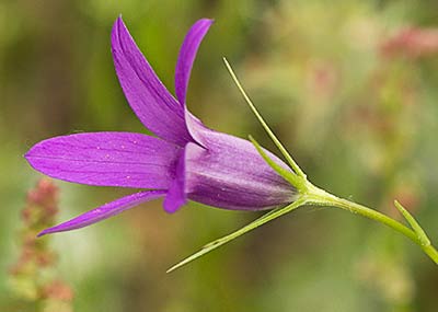 Campanula lusitanica, campanillas