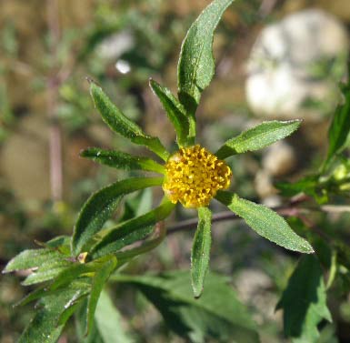 Cáñamo acuático (Bidens frondosa) 