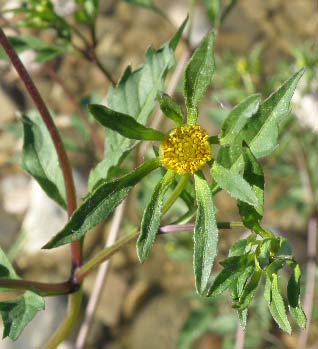 Flor del cáñamo acuático (Bidens frondosa) 
