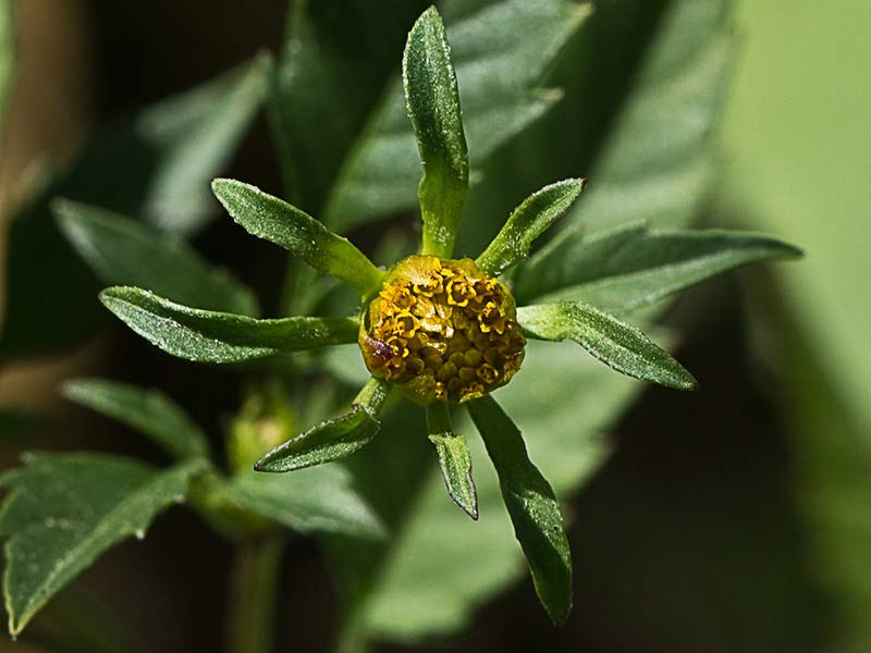 Bidens frondosa, cañamo acuático
