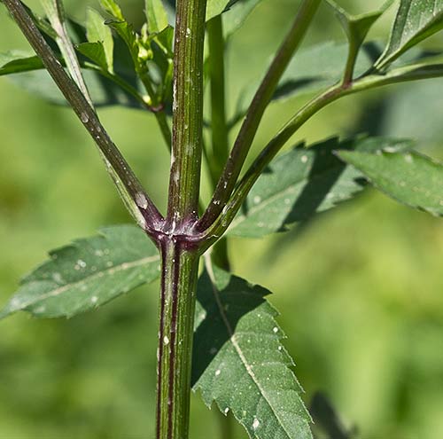 Bidens frondosa, cañamo acuático