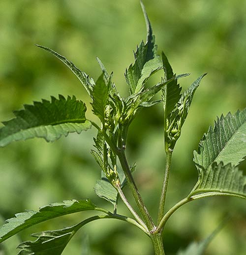 Bidens frondosa, cañamo acuático