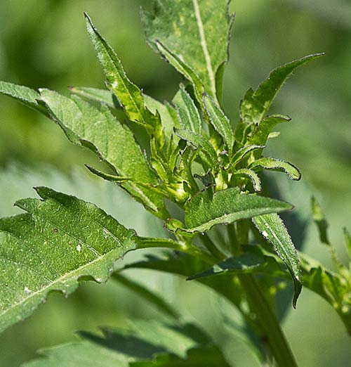Bidens frondosa, cañamo acuático