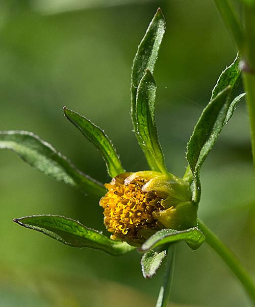 Bidens frondosa, cañamo acuático