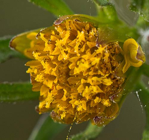 Inflorescencia del Cáñamo acuático. Bidens frodosa