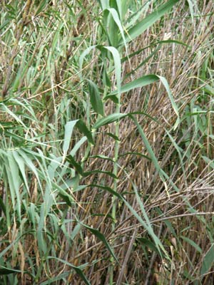 Cañas