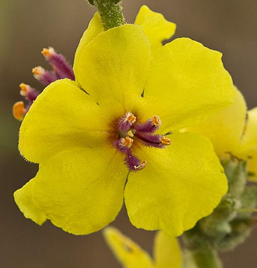 Verbarcum sinuatum (Candelera, gordolobo)
