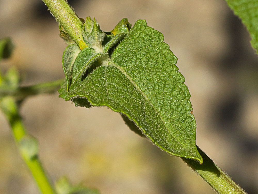 Hoja caulinar del gordolobo o candelera (Verbascum sinuatum)