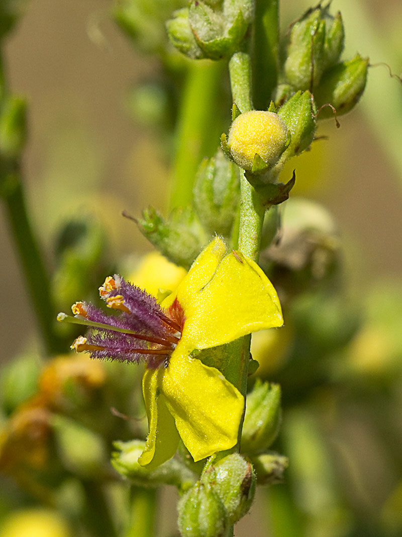 Flor del gordolobo o candelera (Verbascum sinuatum)