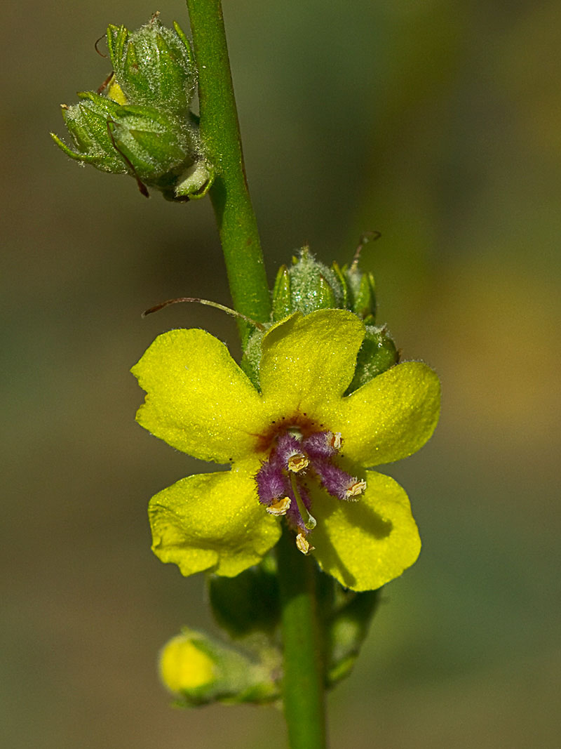 Flor del gordolobo o candelera (Verbascum sinuatum)