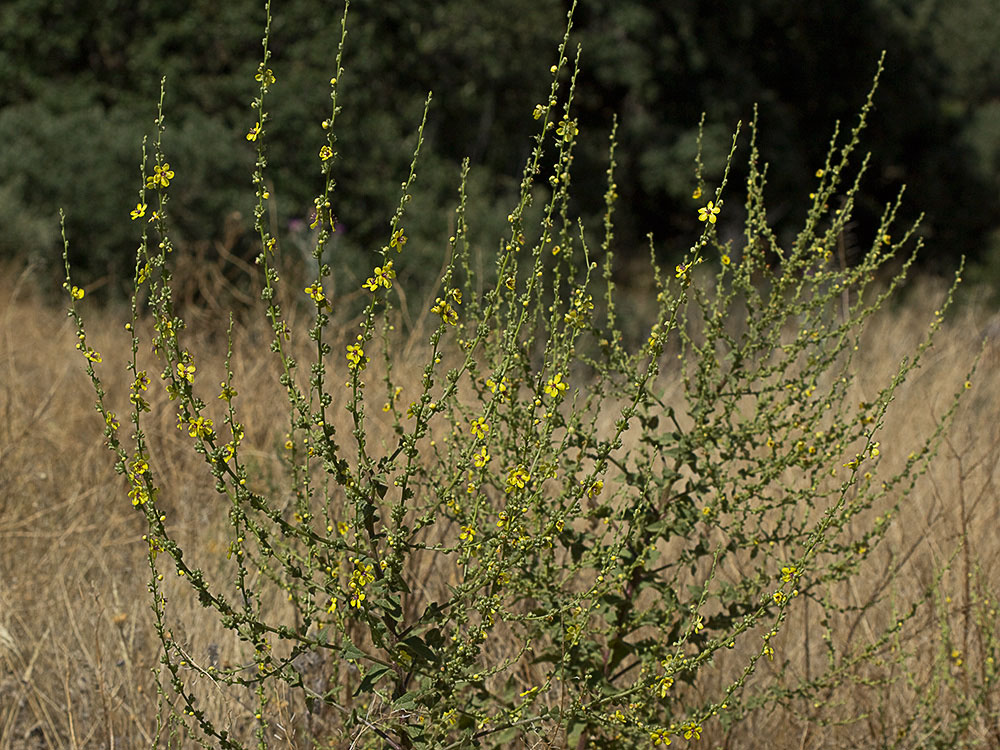Mata de gordolobo o candelera en forma de candelabro (Verbascum sinuatum)