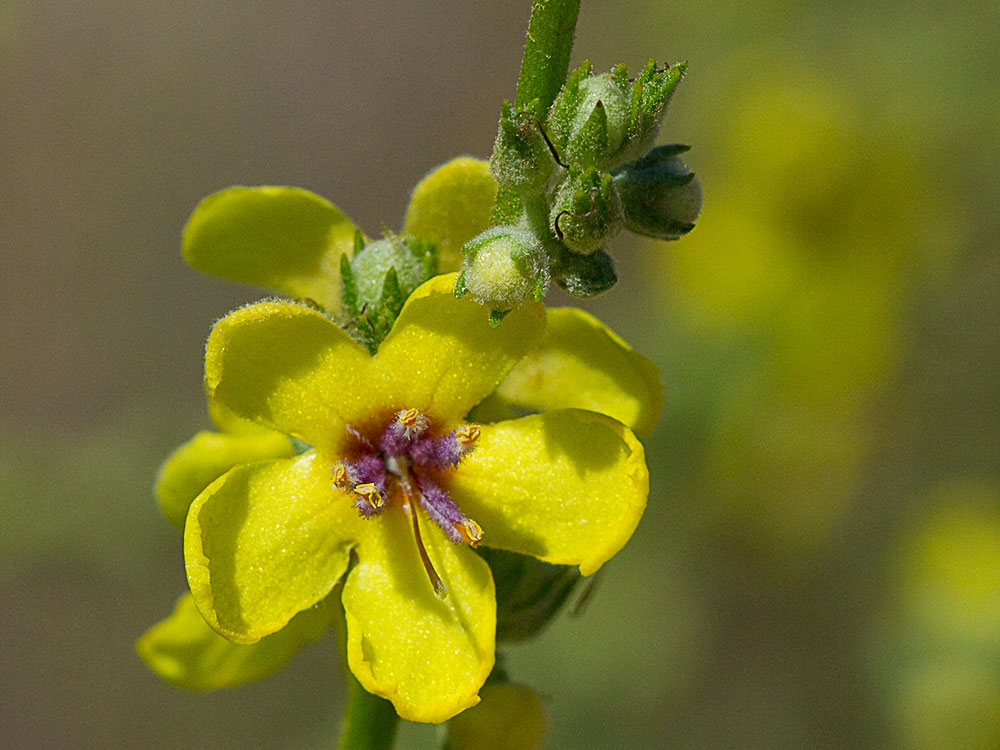 Flor del gordolobo o candelera (Verbascum sinuatum)