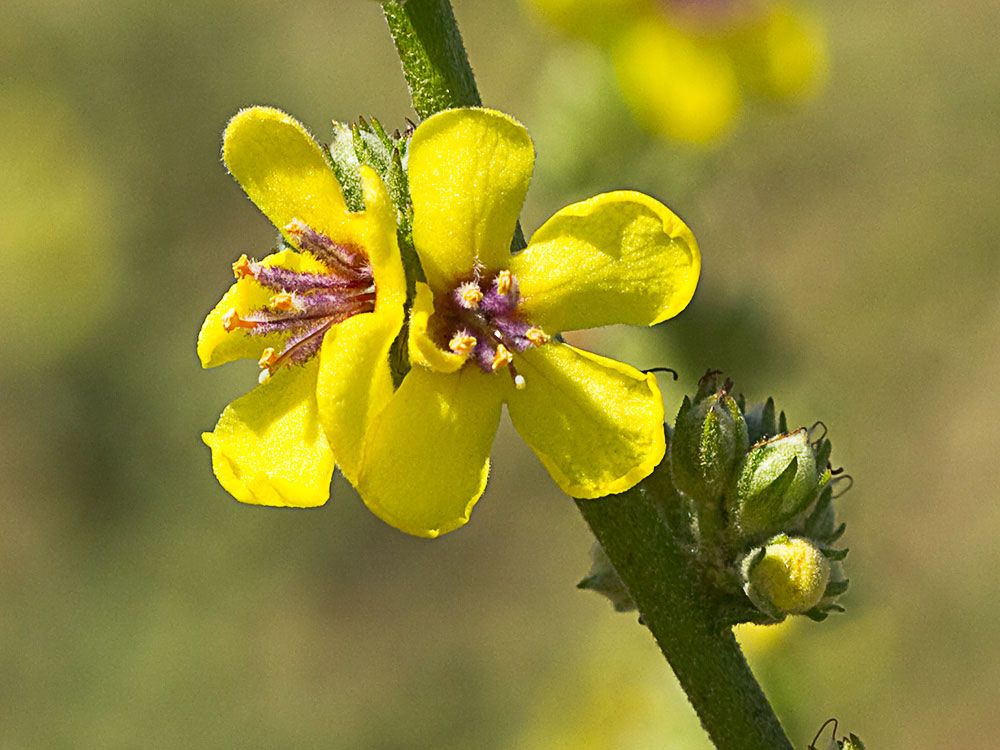 Flor del gordolobo o candelera (Verbascum sinuatum)