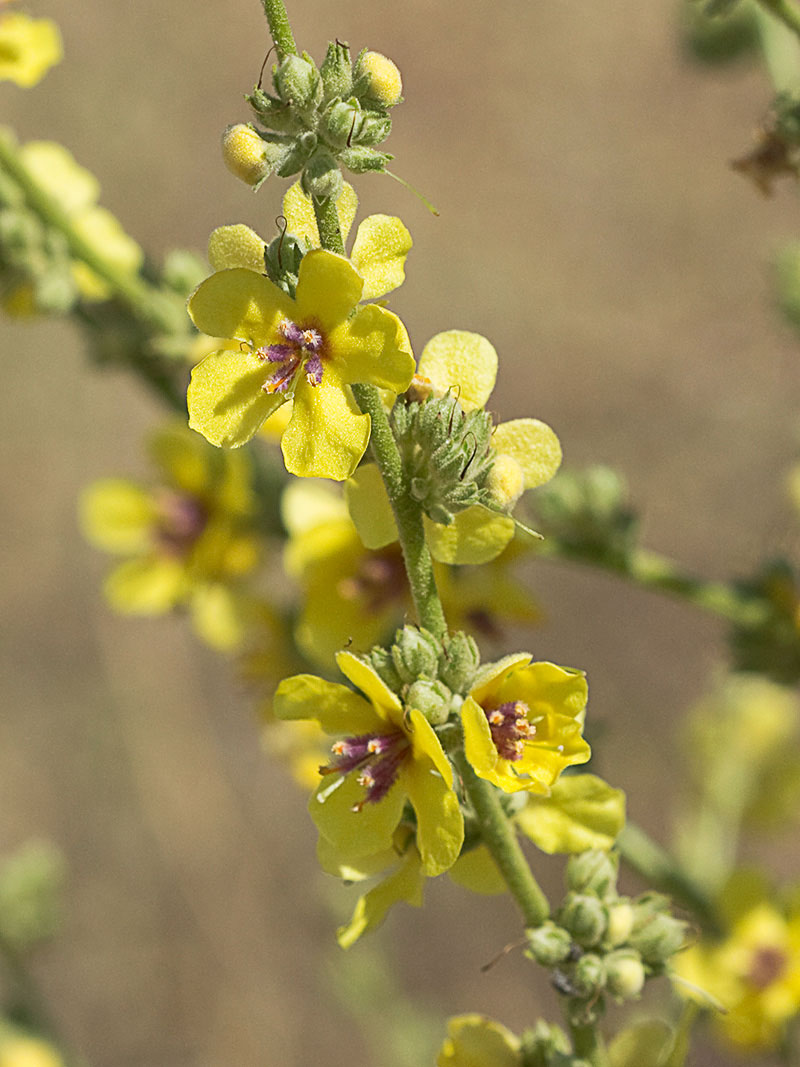 Flor del gordolobo o candelera (Verbascum sinuatum)