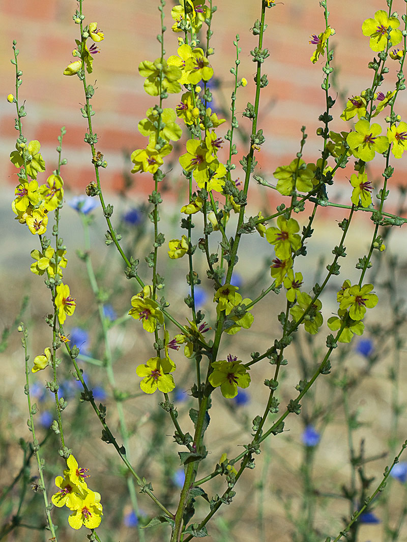 Mata del gordolobo o candelera (Verbascum sinuatum)