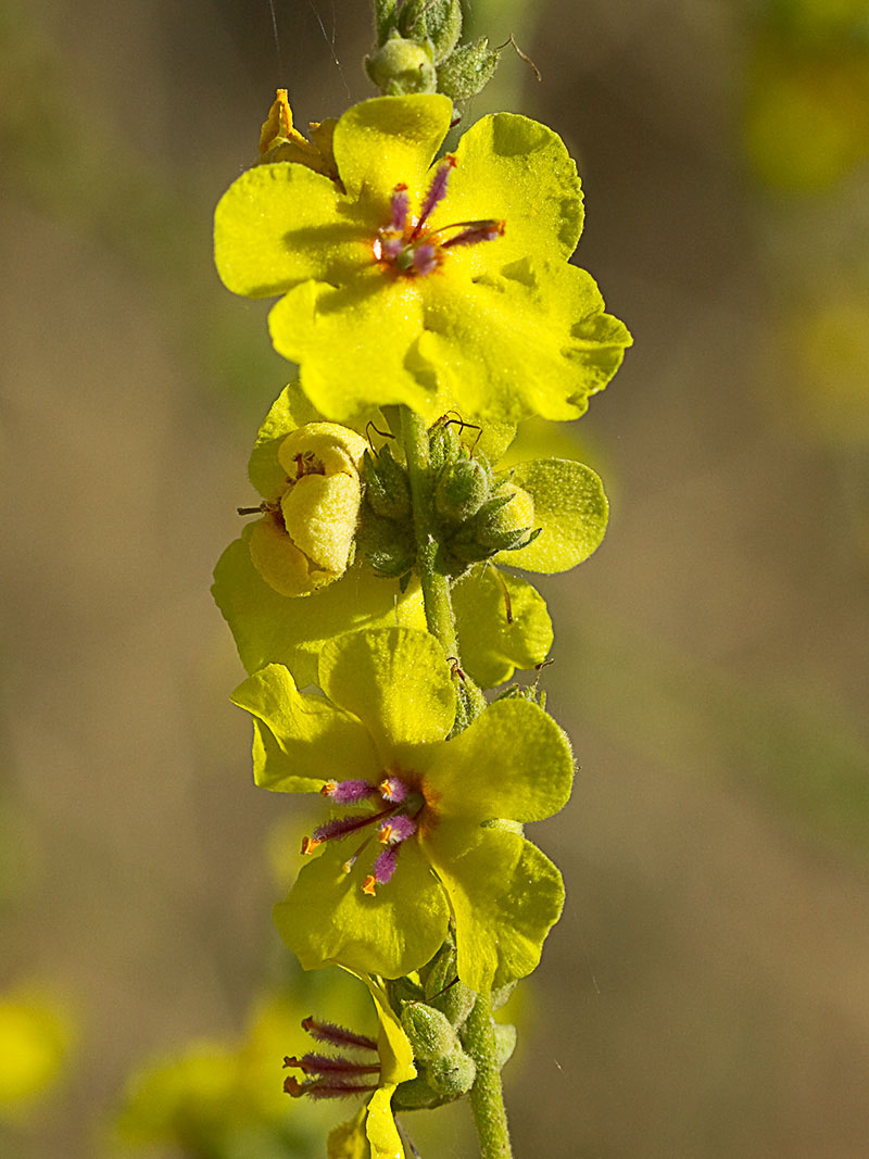 Flor del gordolobo o candelera (Verbascum sinuatum)