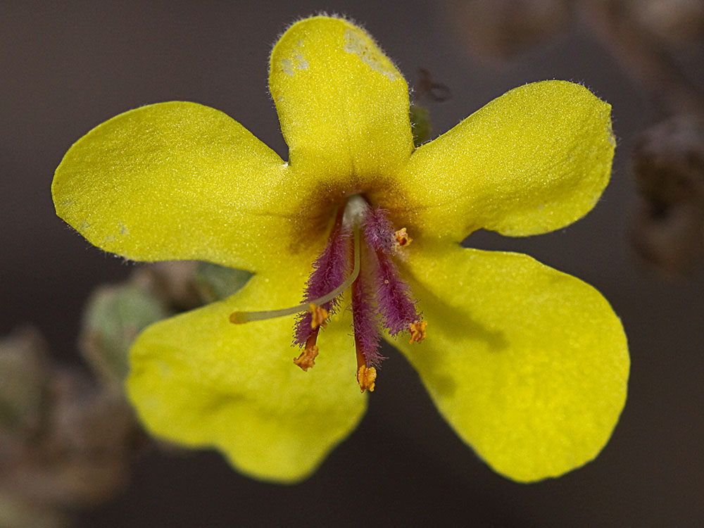 Flor del gordolobo o candelera (Verbascum sinuatum)