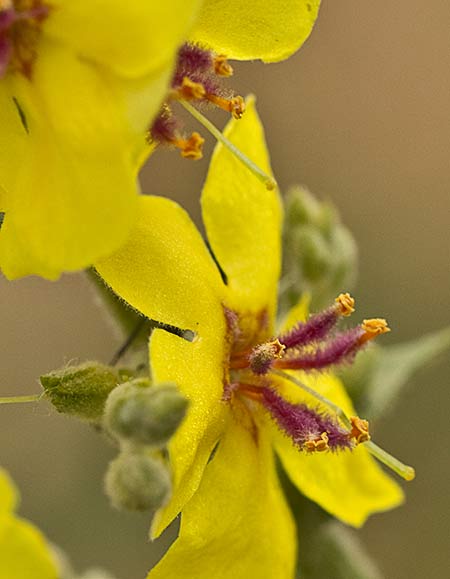 Gordolobo o candilera (Verbascum sinuatum) 