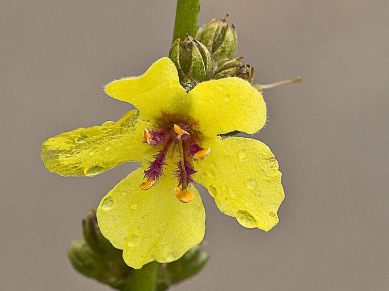 Gordolobo o candilera (Verbascum sinuatum) 