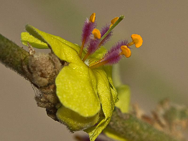 Flor del gordolobo o candelera (Verbascum sinuatum)
