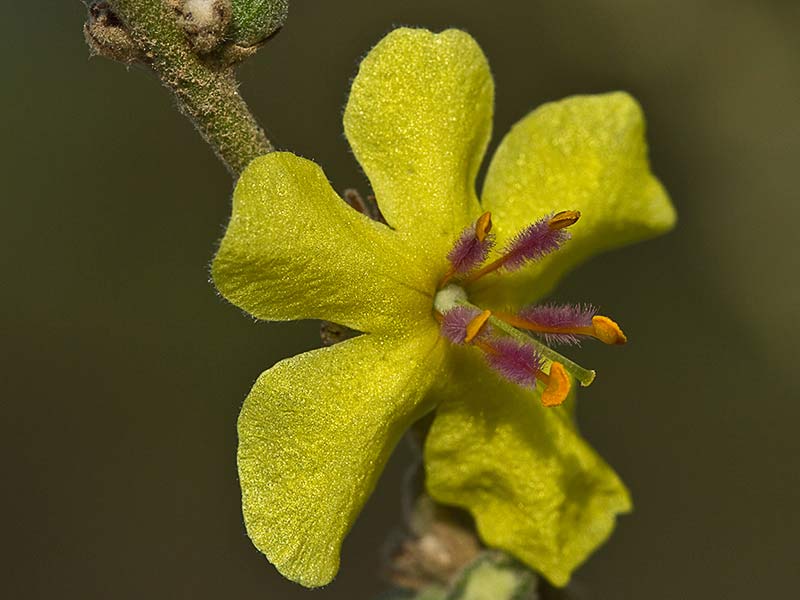 Flor del gordolobo o candelera (Verbascum sinuatum)