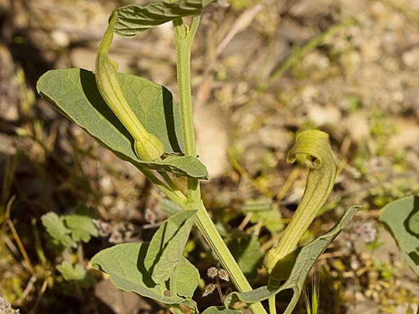 Candelitos (Aristolochia paucinervis, longa)