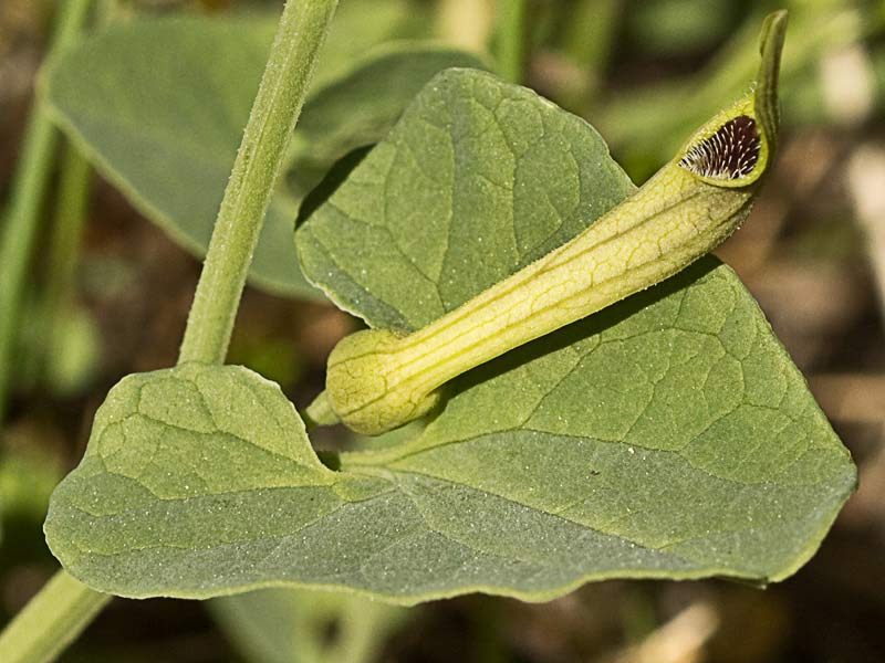 Candelitos (Aristolochia paucinervis, longa)